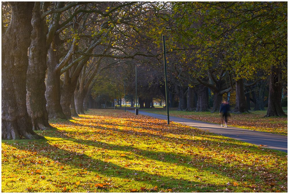 Christchurch Wedding-Engagement Photography locations in Hagley Park