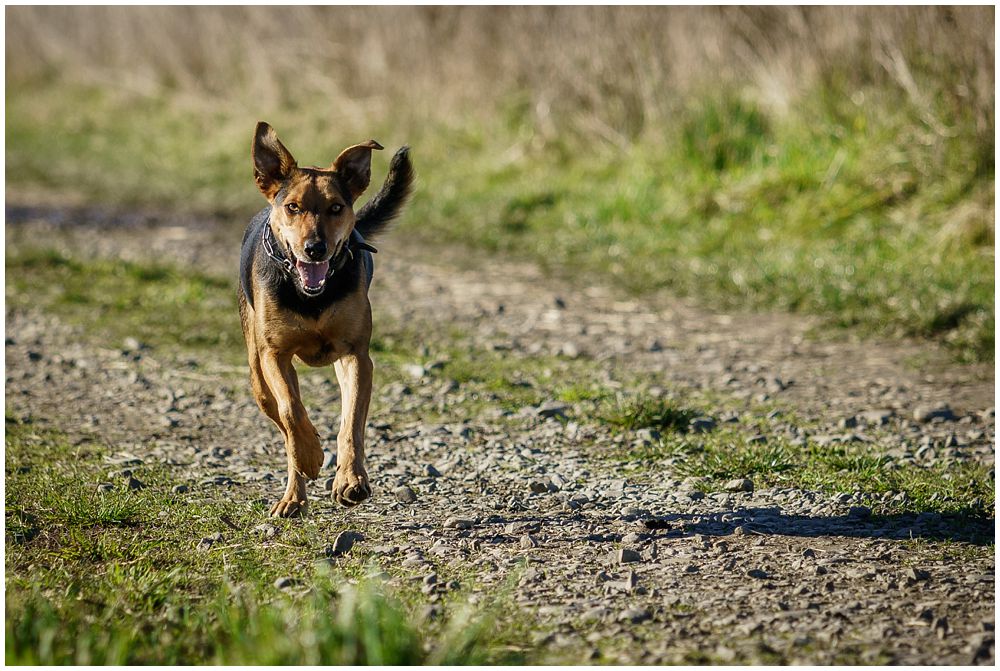 farm dog running down a path 