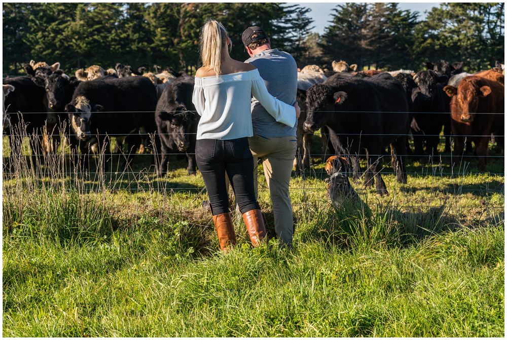 engaged couple looking at their herd of cattle